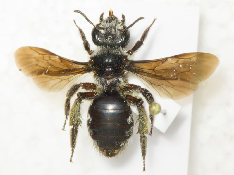 Hymenoptera
